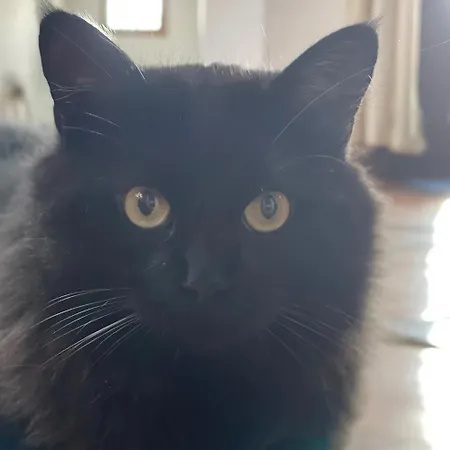 Maison d'hôtes Terra Aloé Torremolinos