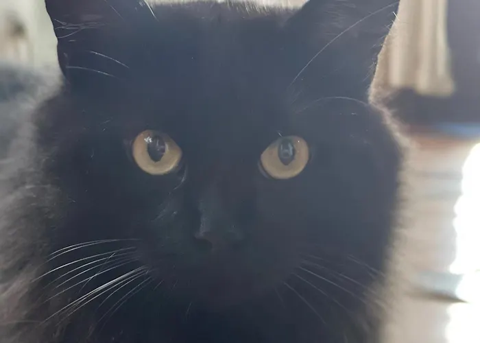 Guest house Terra Aloe Torremolinos